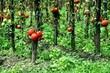 pomodori