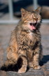 Cat yawning