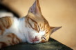 Closeup of cat sleeping