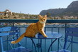 Cat sitting on cafe table