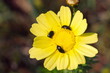 Yellow daisy with insects