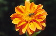 Yellow flower with bee