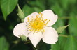 Sorbus minima flower