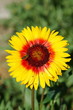 Gerbera flower
