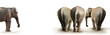 excluion éléphant