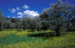 Olive trees in a meadow