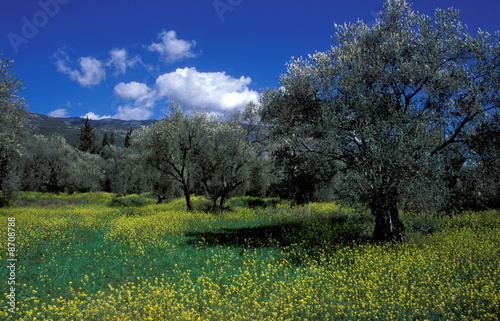 Photo: Olive trees in a meadow Olive trees in a meadow