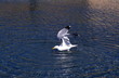 Seagull in the water