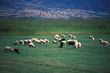 Sheep grazing in a meadow