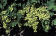 Grapes on the vine