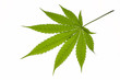 feuille de canabis feuille de canabis