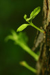 new life new life