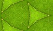 Underside Of Green Leaf Seamless Tile Background