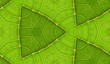 Underside Of Green Leaf Seamless Tile Background 9