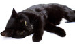 Black cat