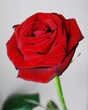 Red Rose