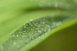 Water droplets on green leaf