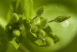 Water droplets on green plant