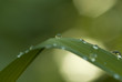 Water droplets on green leaf II