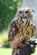 Foto: Owl Owl