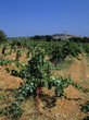 vineyards