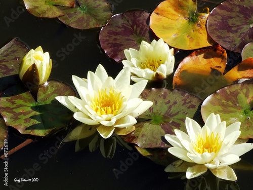 Photo: Water Lillies Water Lillies