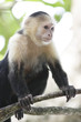 White-Faced Capuchin Monkey