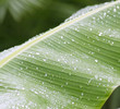 Water drops on banana leaf