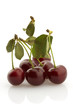 Some cherries with stems, isolated
