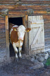 Cow in a hut