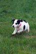 jack russel