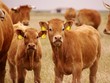 Blonde d'Anquitaine calfs Blonde d'Anquitaine calfs
