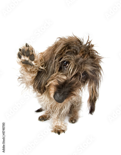 Happy dachshund dog doing high five - isolated on white
