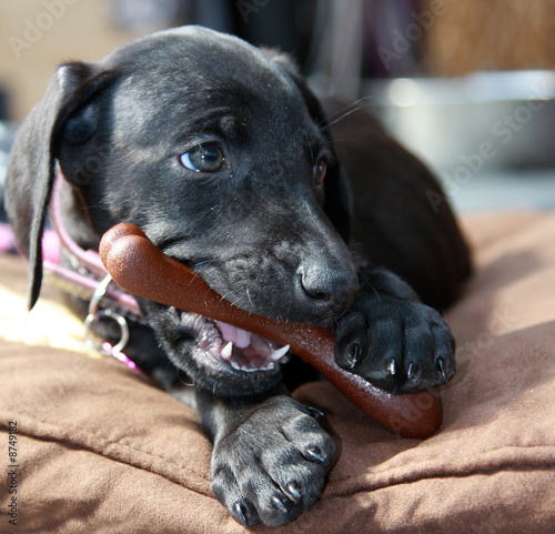 Doberman Weimaraner