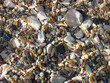 Underwater pebble texture Underwater pebble texture
