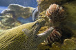Snake fish Snake fish