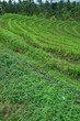 rizières