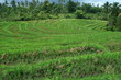 rizières