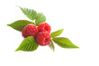 Red raspberry isolated Red raspberry isolated