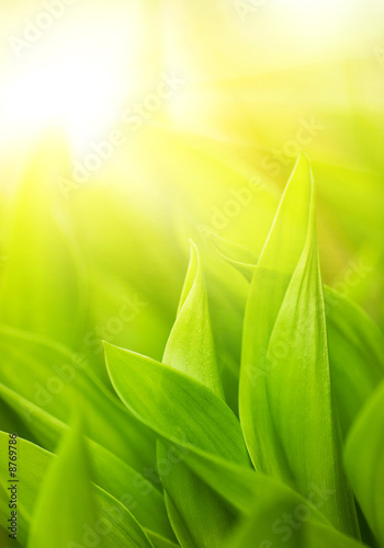 Fresh green grass (shallow DoF)