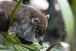 Coati on palm frond Coati on palm frond