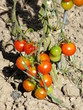 grappe de tomates cerises