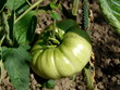 Coeur de Boeuf