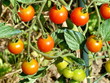 Tomates Cerises