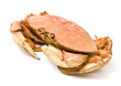 Steamed Dungeness Crab Isolated on White Steamed Dungeness Crab Isolated on White