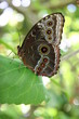 BUTTERFLY ON LEAF