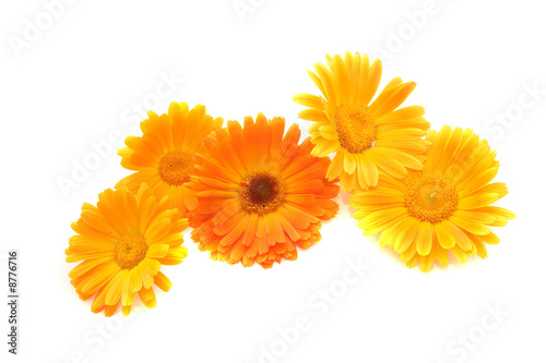 Flowers of a calendula