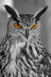 hibou grand duc