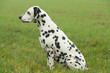 Dalmatien