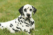 Dalmatien